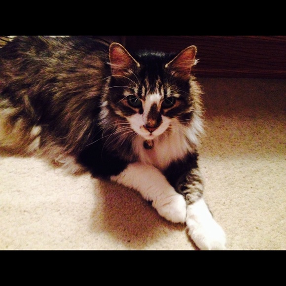 Meet your Posher, Stepfanie - Picture 1 of 4